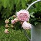The Sacred Bonsai Bowl Lotus Flower Seeds