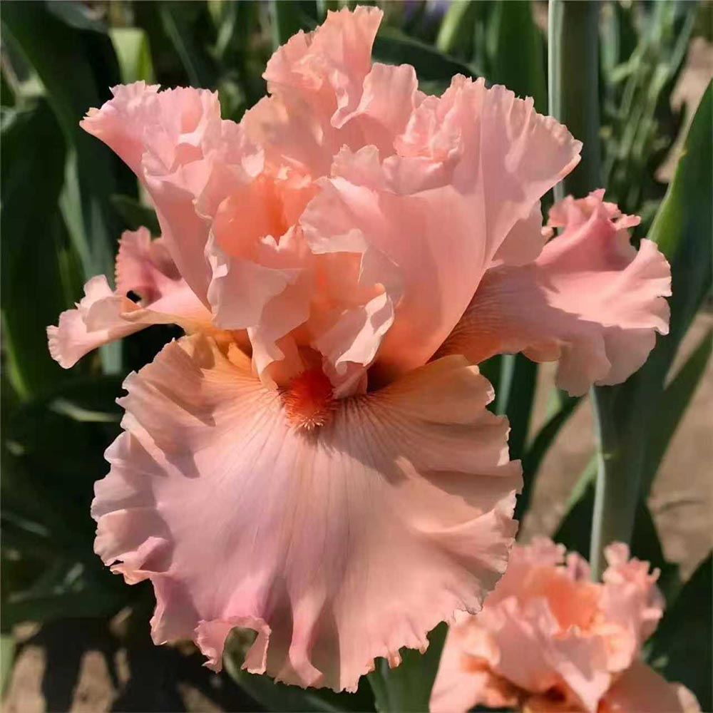 Rare Tall Bearded Iris Flower Seeds