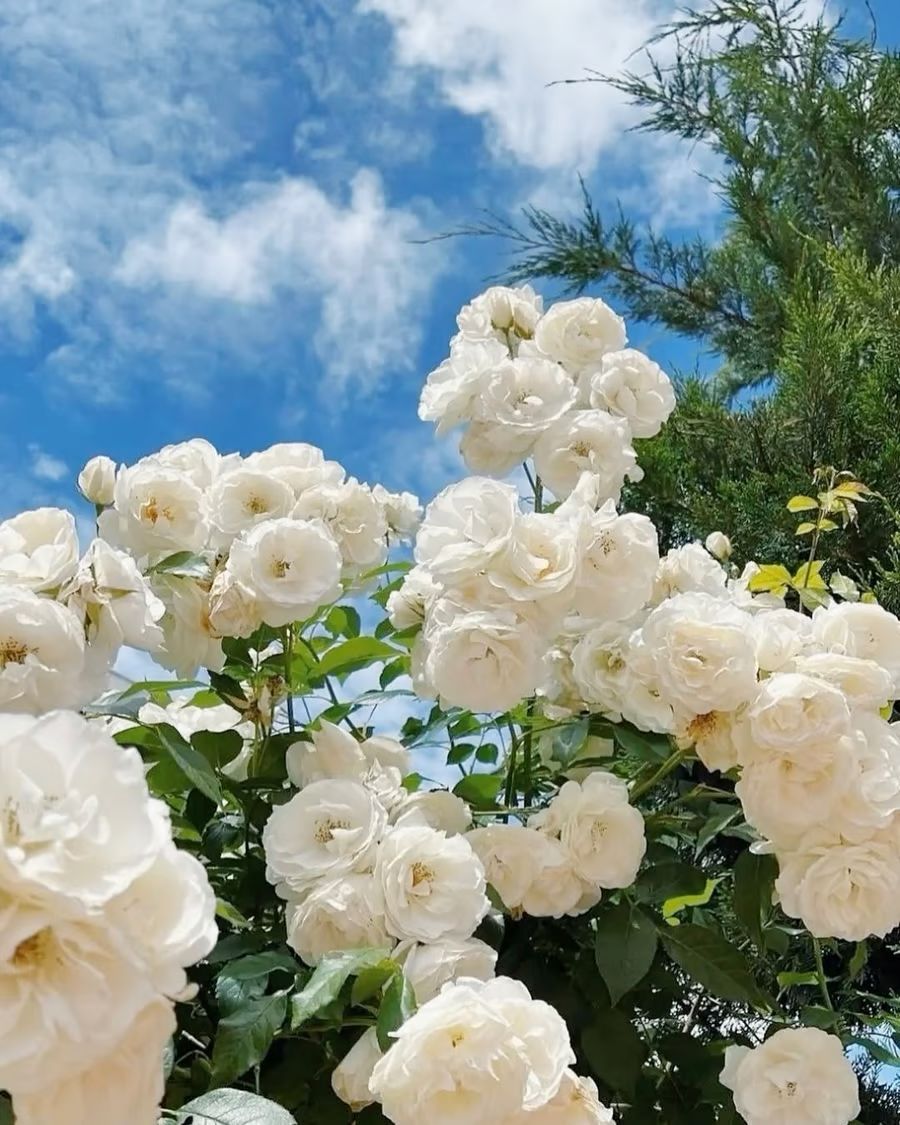 Climbing Vine Rose Flower Seeds