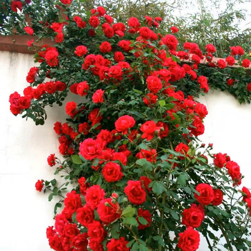 Climbing Vine Rose Flower Seeds