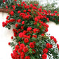 Climbing Vine Rose Flower Seeds