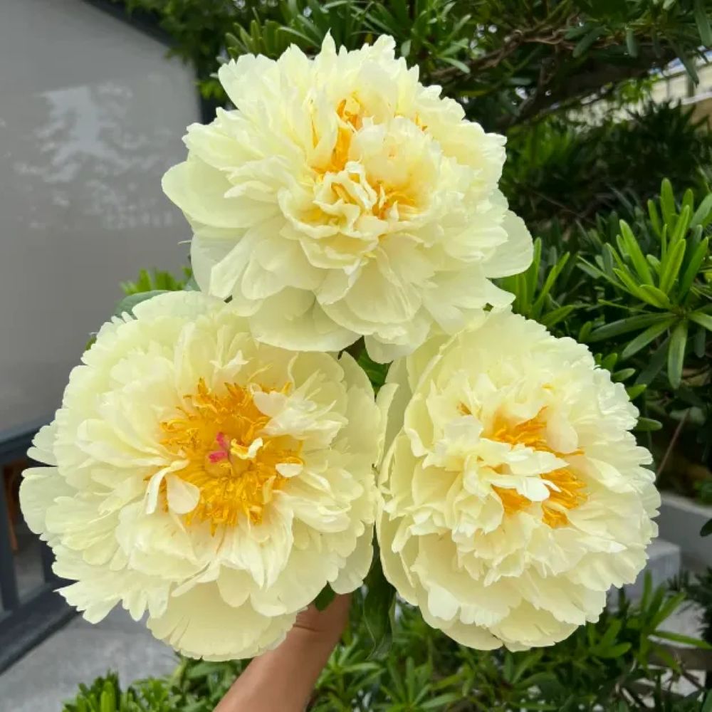 The Sacred Bonsai Bowl Lotus Flower Seeds