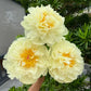 The Sacred Bonsai Bowl Lotus Flower Seeds