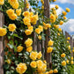 Climbing Vine Rose Flower Seeds
