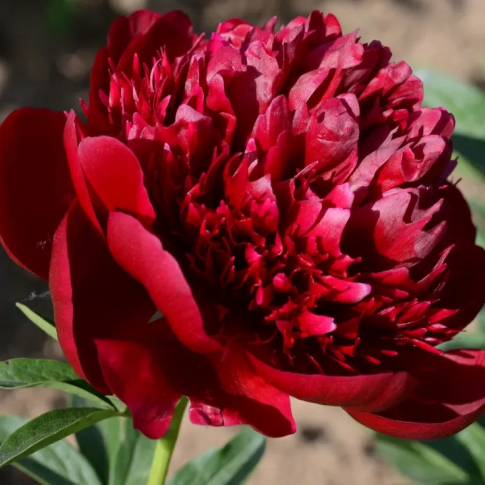 The Sacred Bonsai Bowl Lotus Flower Seeds