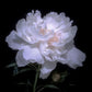 The Sacred Bonsai Bowl Lotus Flower Seeds