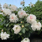 The Sacred Bonsai Bowl Lotus Flower Seeds