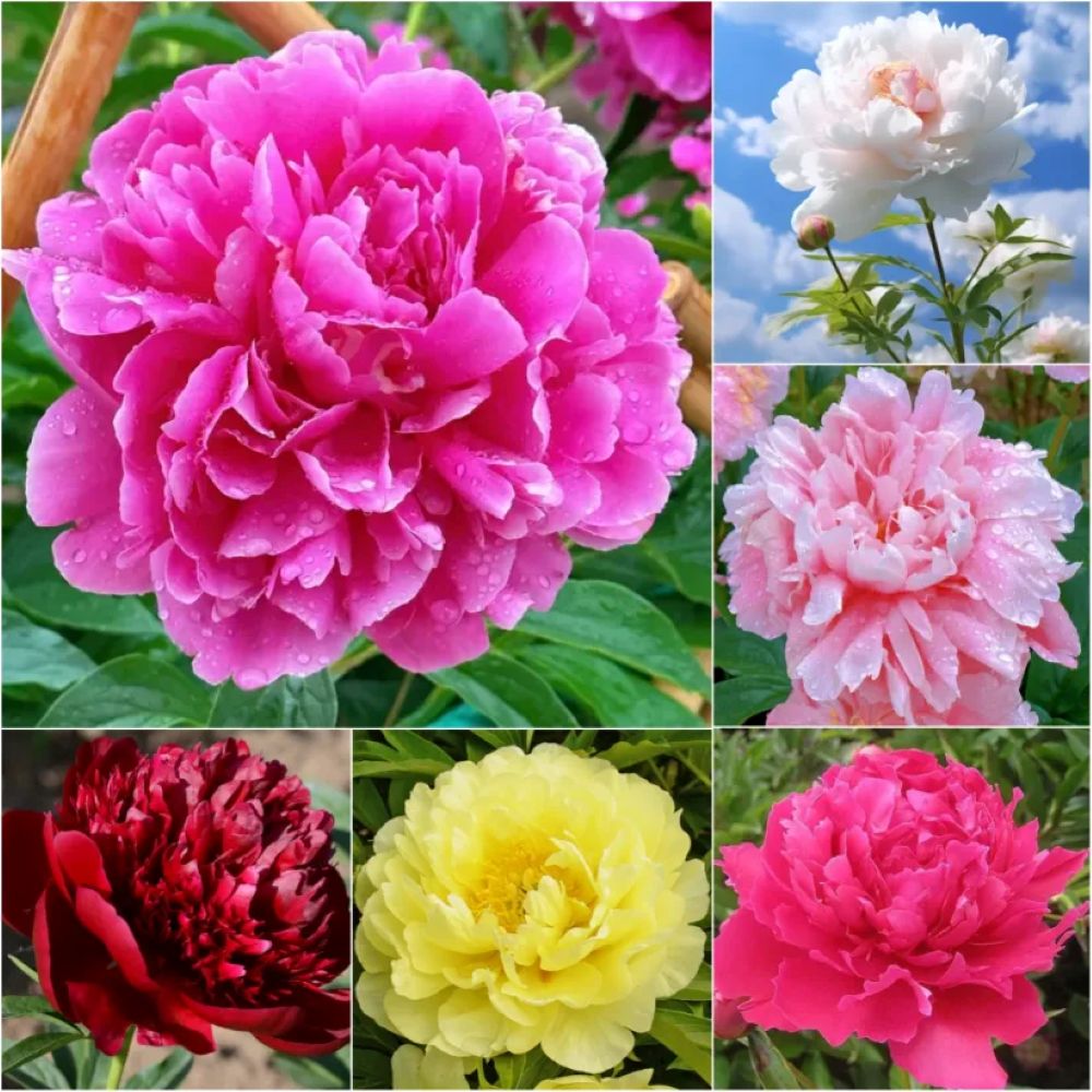 The Sacred Bonsai Bowl Lotus Flower Seeds