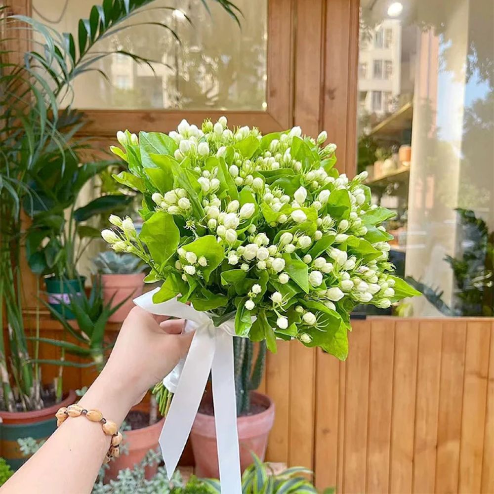 Perfume Jasmine Seeds – Winter Planting, Perennial Blooms & Fragrant Garden Elegance (Only seeds, without flower pot)