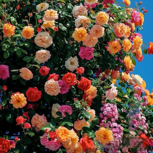 Climbing Vine Rose Flower Seeds