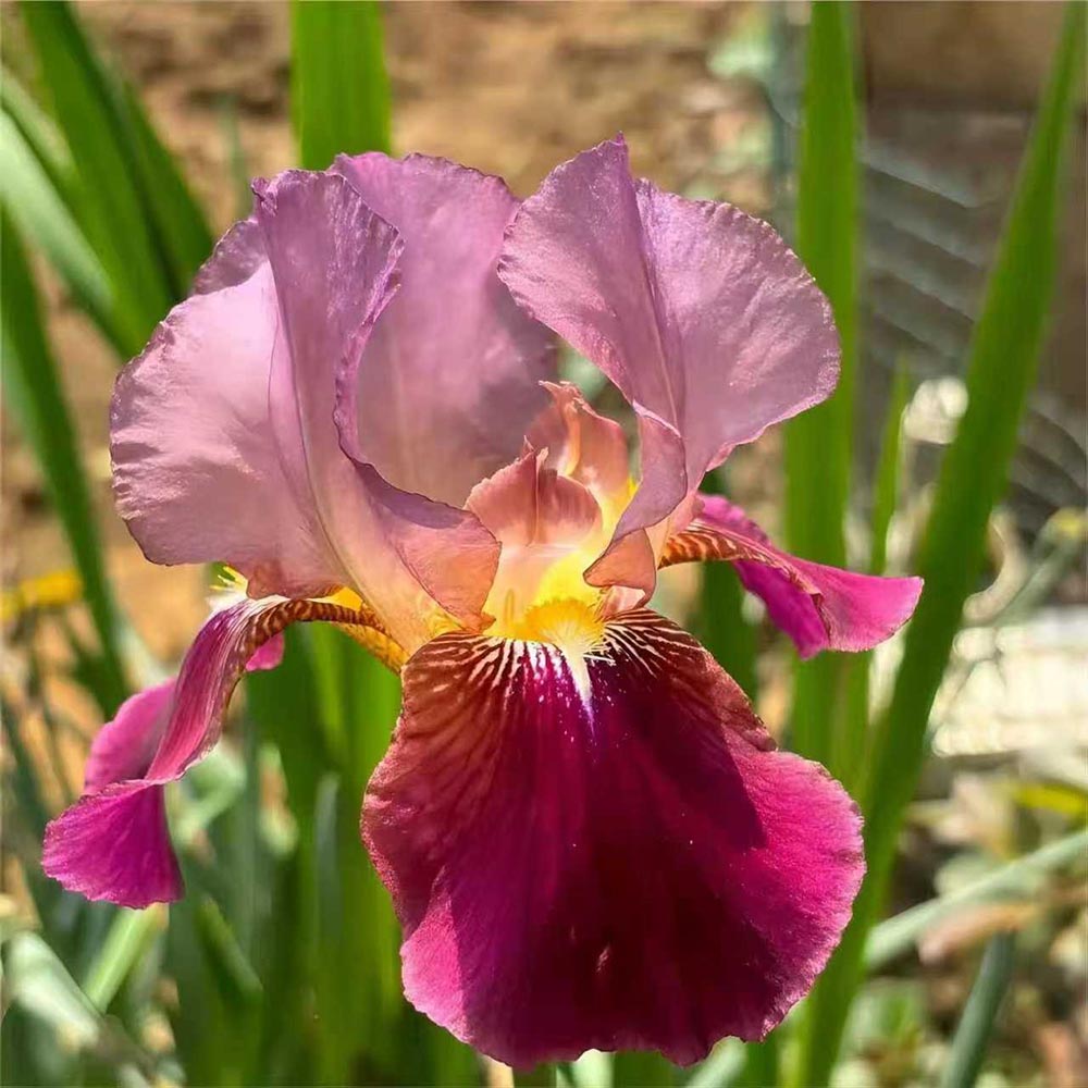 Rare Tall Bearded Iris Flower Seeds
