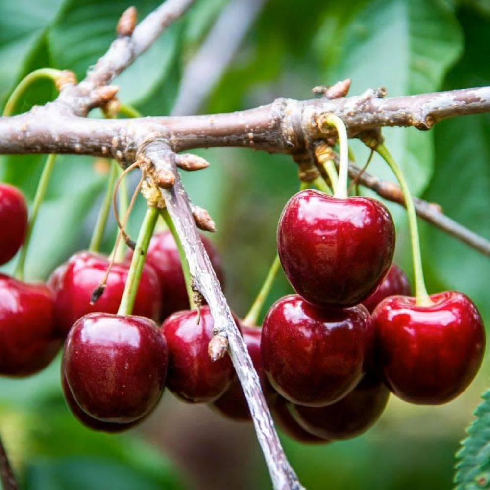 Sweet Cherry Seeds