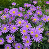 Insect Killers: Pyrethrum Daisy Seeds