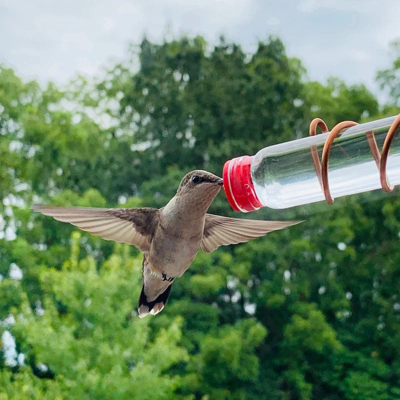 Geometric Window Hummingbird Feeder🐦