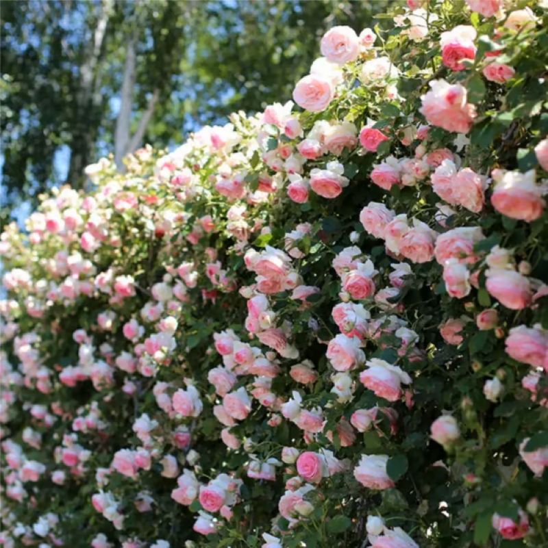 Climbing Vine Rose Flower Seeds