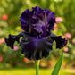 Rare Tall Bearded Iris Flower Seeds