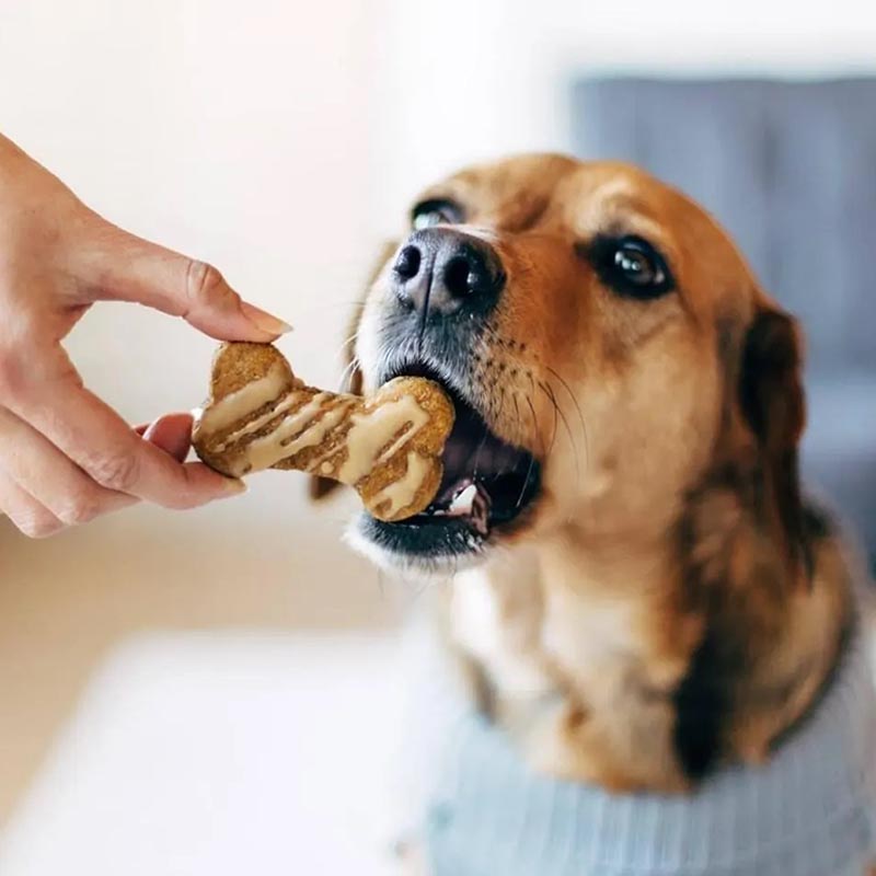 Homemade Dog Treats Kit