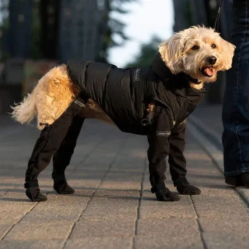 Suspender Boots For Dogs