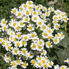 Insect Killers: Pyrethrum Daisy Seeds