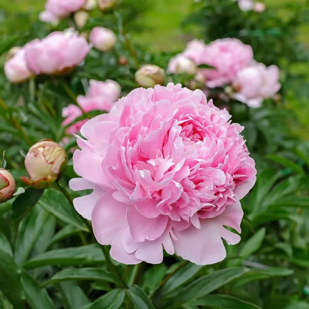 The Sacred Bonsai Bowl Lotus Flower Seeds
