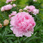 The Sacred Bonsai Bowl Lotus Flower Seeds