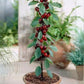 Sweet Cherry Seeds