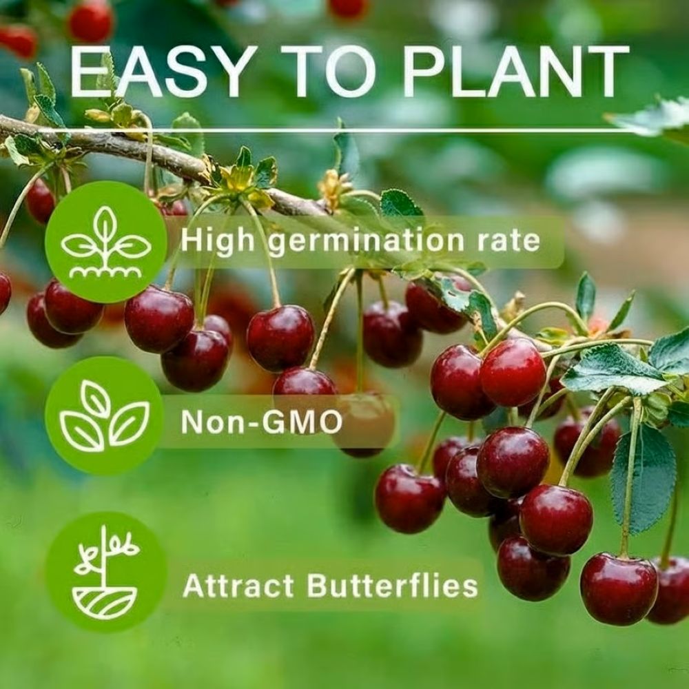 Sweet Cherry Seeds