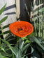 Bee Watering Station, Butterfly Puddler, Hummingbird Drinking Cups