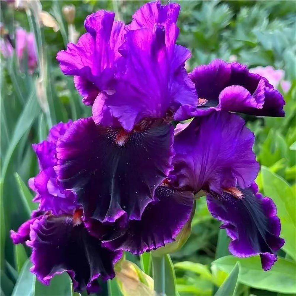 Rare Tall Bearded Iris Flower Seeds