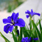 Rare Tall Bearded Iris Flower Seeds