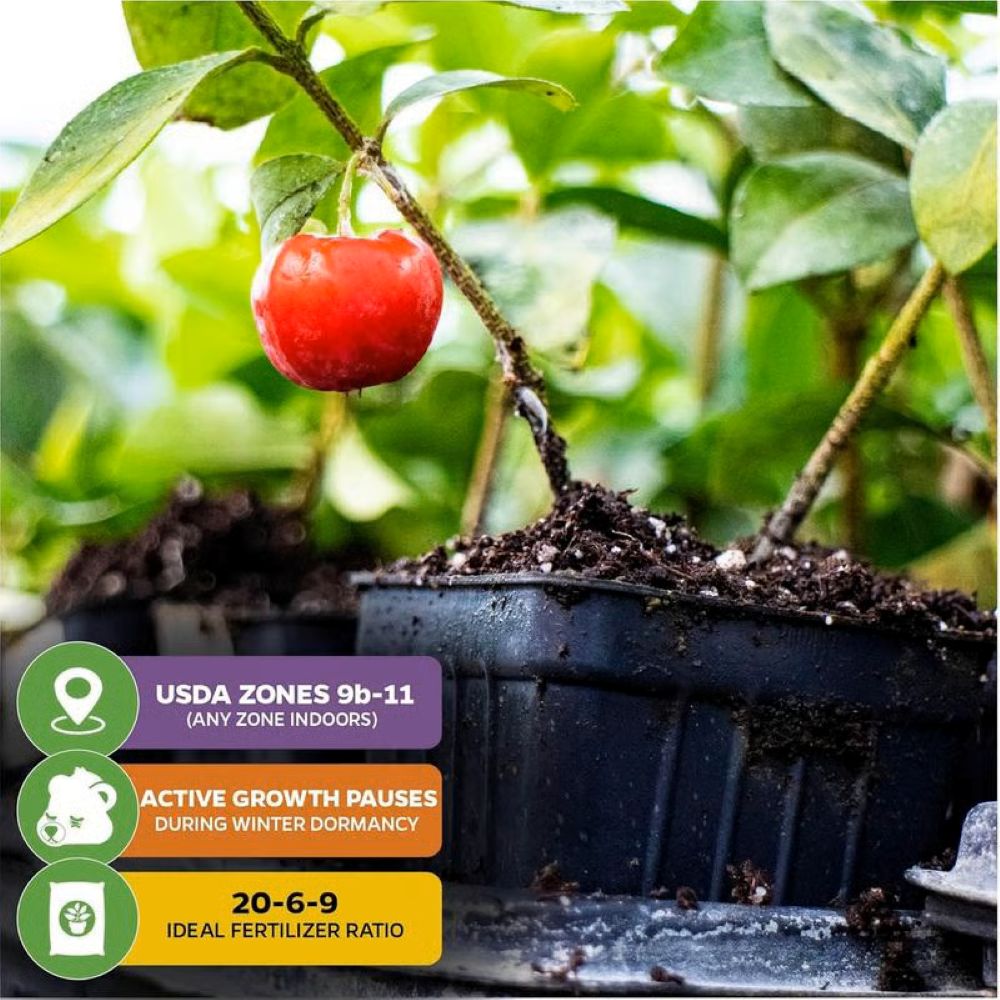 Sweet Cherry Seeds