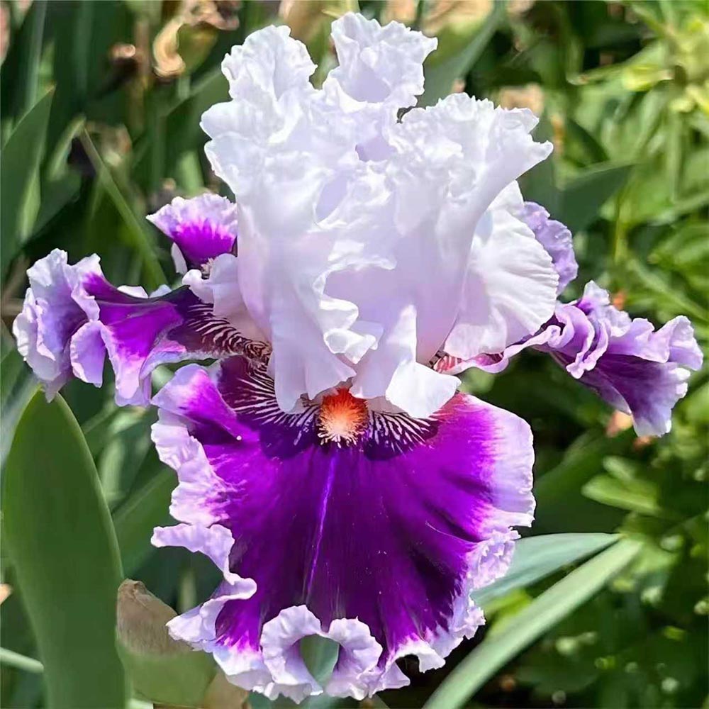 Rare Tall Bearded Iris Flower Seeds