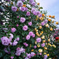 Climbing Vine Rose Flower Seeds