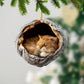 Exotic Shorthair Cat - Animal Christmas Ornament CH245