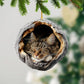 Norwegian Forest Cat - Animal Christmas Ornament CH251