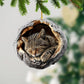 Pixie Bob Cat - Animal Christmas Ornament CH256
