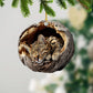 Savannah Cat - Animal Christmas Ornament CH259