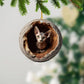 Sphynxcat - Animal Christmas Ornament CH263