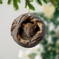 Leopard - Animal Christmas Ornament CH301
