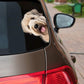 Soft-coated Wheaten Terrier Dog - Peekaboo Dog Head Car Sticker - DS007