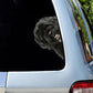 Portuguese Water Dog - Peekaboo Dog Head Car Sticker - DS010