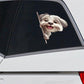 Havanese Dog - Peekaboo Dog Head Car Sticker - DS037