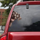 German Shorthaired Pointer Dog - Peekaboo Dog Head Car Sticker - DS042