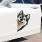 Alaskan Malamute Dog - Peekaboo Dog Head Car Sticker - DS051