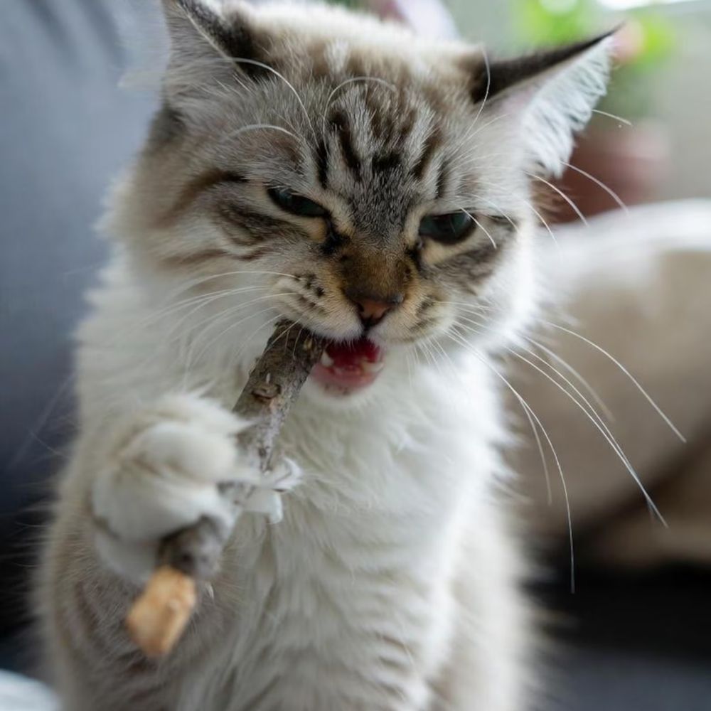 Silvervine Cat Chew Sticks – Natural Dental Toy For Cats