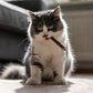 Silvervine Cat Chew Sticks – Natural Dental Toy For Cats