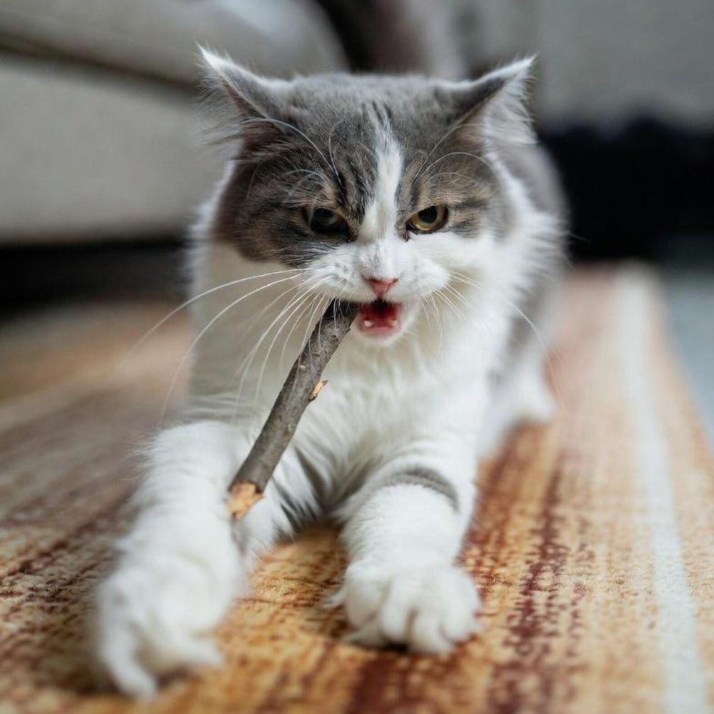 Silvervine Cat Chew Sticks – Natural Dental Toy For Cats