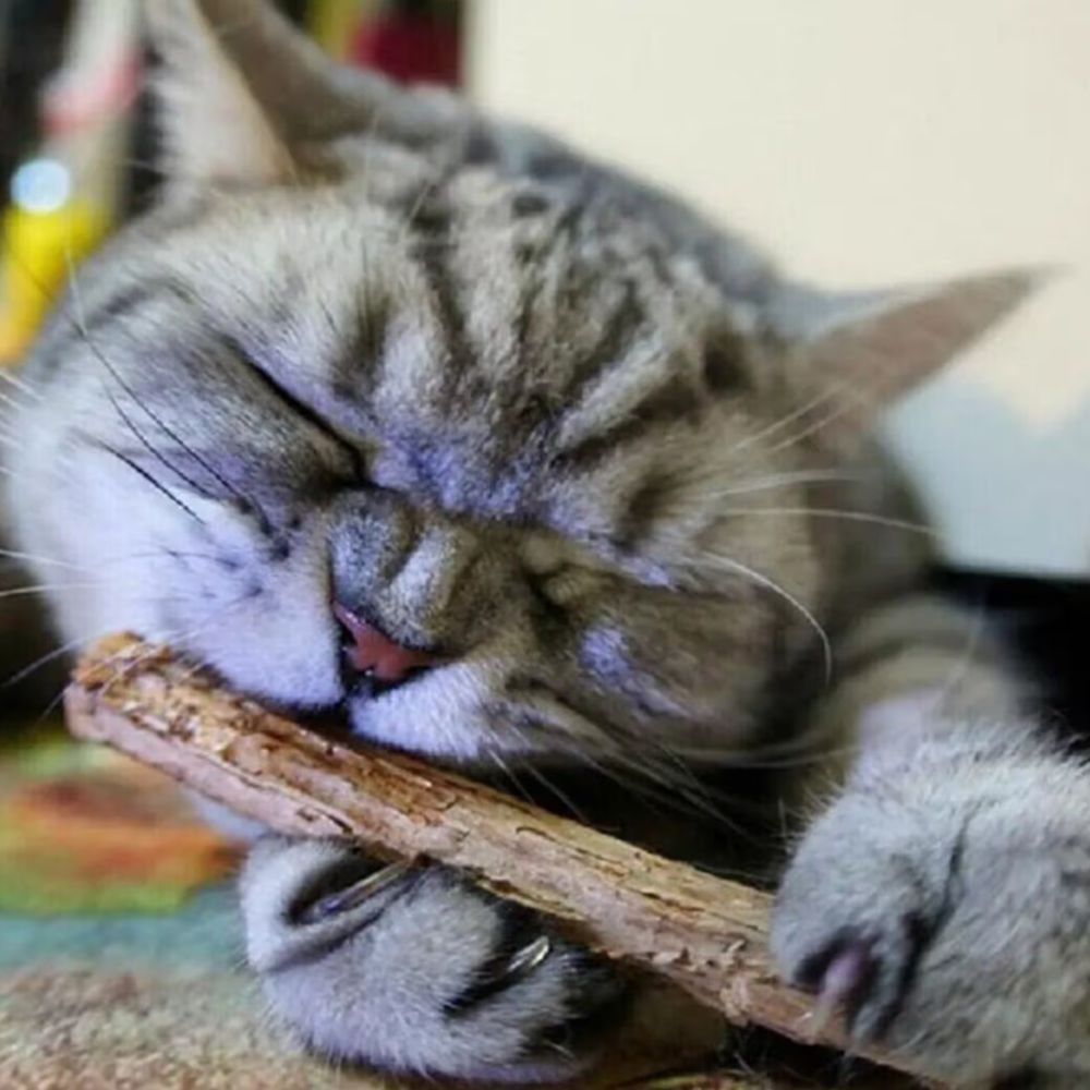 Silvervine Cat Chew Sticks – Natural Dental Toy For Cats
