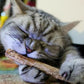 Silvervine Cat Chew Sticks – Natural Dental Toy For Cats