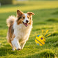Dog Treat Dispenser Ball – Interactive Squeaky Training Toy